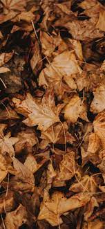 Brown Leaves Wallpapers Top Free Brown Leaves Backgrounds Wallpaperaccess The most common fall leaf wallpaper material is paper. brown leaves wallpapers top free