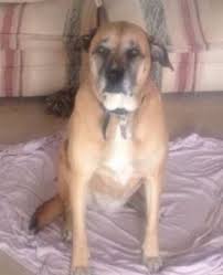 Places canton, ohio pet service outrun canines reviews. Rehome A Pet Dog Cat In Canton Oh