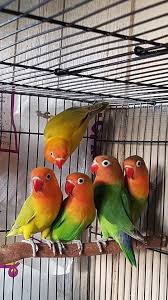 Download mp3 suara burung lovebird ngekek durasi panjang untuk masteran. 900 Ide Burung Di 2021 Burung Burung Cantik Hewan