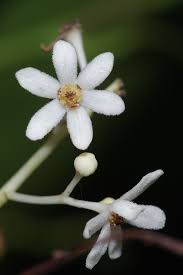 Image result for Lauraceae