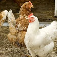 See full list on roysfarm.com Training Chickens Almanac The Old Farmer S Almanac