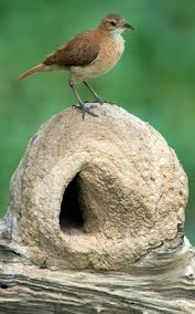 Birds With Their Nests Pictures Rufous Hornero The National Bird Of Argentina And Uruguay A Common Noisy Bird Their Nests Are Built From Aves Belas Passaros Coloridos Passaros Bonitos