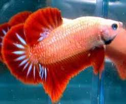 I found an albino betta at. Cambodian Betta Recognition And Genetics Betta Source