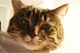 A postoperative lump or swelling at the surgery site can mean a few different things. Fatty Tissue Tumor In Cats Symptoms Causes Diagnosis Treatment Recovery Management Cost