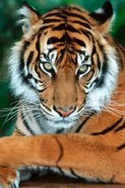 The Most Endangered Animal Species Video Most Endangered Animals Endangered Animals Baby Animals Funny