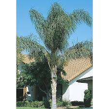 Image result for Syagrus romanzoffiana