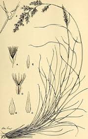 Image result for Enneapogon pretoriensis