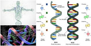 Código Genético: Definición, Función y Tipos de Mutaciones – Arriba Salud