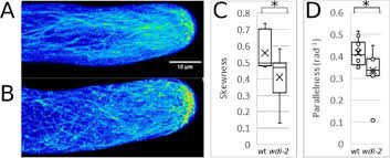 Bedroom set informatica tutorial point. Microtubule Associated Protein Wave Dampened2 Like Wdl Controls Microtubule Bundling And The Stability Of The Site Of Tip Growth In Marchantia Polymorpha Rhizoids