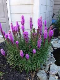 Gayfeather Or Blazing Star Liatris Spicata Your Photograph Appears To Be Of A Gayfeather A Perennial Prized For Its Plumes Of Pur Plants Liatris Perennials