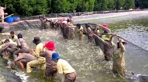 Lampung Bangun Tambak Udang Percontohan Cendana News