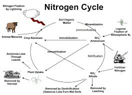 Why The Sudden Interest In Corn Nitrogen Models Crop Quest