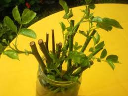 They will also girdle young trees and shrubs, chewing the bark down to the heartwood in a circle near the base of the tree. Winter Plant Propagation Does Winter Propagation Work
