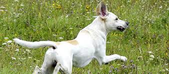 Globuli Kleine Helfer Fur Die Hunde Hausapotheke Flexi