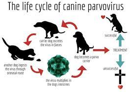 Canine Parvovirus - Learning How To Prevent Is The Key - Azpetvet