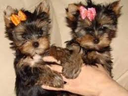 If the veterinarian determines, within 10 teacup yorkies, yorkies, yorkie puppies, tiny yorkies, tiny yorkies for adoption, teacup yorkies puppies for adoption, yorkshire terrier. Cute Yorkie Puppies For Sale Animals Hoboken New Jersey Announcement 35470