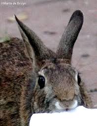 A rabbit can be an adorable, beloved pet, but because rabbits exist as prey animals in the wild they licking a person is a sign of great affection. Birds Using Salt Blocks My Beautiful World