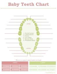 Tooth Chart For The Baby Book Baby Teething Chart Tooth