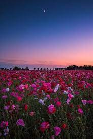 Flowers On Twitter Pretty Landscapes Nature Aesthetic Beautiful Landscapes