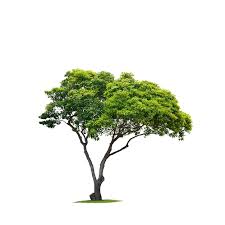 Image result for Mimusops elengi