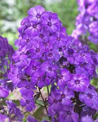 Thought it was very attractive. Phlox Paniculata Blue Paradise Hayloft