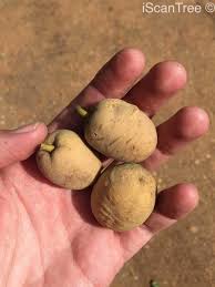 Image result for Balanites maughamii