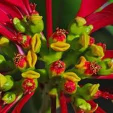 Image result for Monadenium filiforme