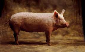 Going The Whole Hog Should You Buy An Entire Pig Daily Mail Online