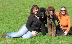 Find a standard poodle on gumtree, the #1 site for dogs & puppies for sale classifieds ads in the uk. Black Grey Standard Poodles And Poodle Puppies For Sale Family Affair Standards