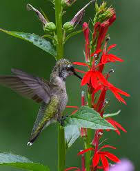 Lobelia Cardinalis Cardinal Flower Prairie Moon Nursery In 2020 Cardinal Flower Native Garden Moon Nursery