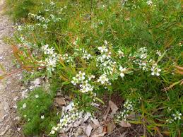 Image result for Leptospermum petersonii