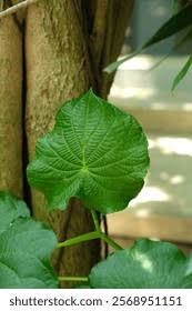 Image result for Piper umbellatum