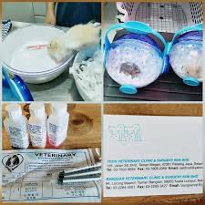 11, jalan ss 24/11, taman. Bangsar Veterinary Clinic Surgery Kuala Lumpur Malaysia Veterinarian Facebook
