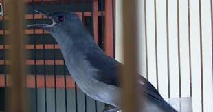 Inilah makanan terbaik ikan cupang dan. Burung Murai Air Air Mancur Ciri Ciri Penyebaran Dan Habitatnya Tips Dan Bisnis Seputar Burung