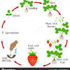 Therefore, having determined how to transplant the strawberries, choose a suitable place. 1