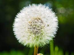Free Image On Pixabay Dandelion Flower Pointed Flower Pointed Flower Dandelion Flowers