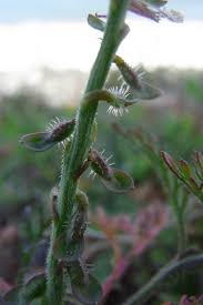 Image result for Carrichtera annua