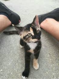 Shawn Mendes Show You Cute Animals Kittens Cutest Cute Creatures