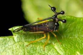 Brazilian Treehopper Facts - Fact Animal