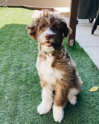 Let us introduce you to our aussiedoodles, the einstein of the doodle dog breeds.our aussiedoodles (aussie x poodle) are the smartest and most loyal doodle breed. How Much Does An Aussiedoodle Cost 2021 We Love Doodles