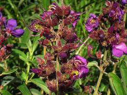 Image result for Dissotis princeps