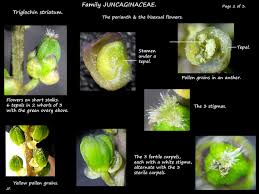 Image result for Triglochin striata