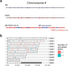 Water.gov.my a this addendum no.l to the conditions of contract pwd 203/203a (rev. Chromosome Wide Distribution And Characterization Of Intersubspecific Meiotic Noncrossovers In Mice Biorxiv