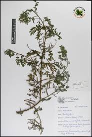Image result for Indigofera colutea