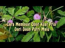 Wanita seharusnya menjaga organ intimnya dengan baik dengan menggunakan bahan alami dari alam, salah satunya daun sirih. Cara Membuat Ob4t Ku4t Pria Dari Daun Putri Malu Youtube Daun Kesehatan Pria Putri