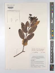 Image result for Ozoroa reticulata