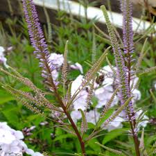 Grows in areas that most other plants will fail to grow in. Veronicastrum Virginicum Fascination Dorset Perennials