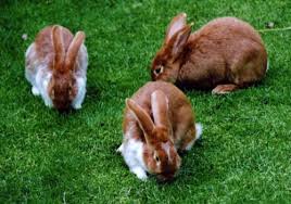 Dan ya, walaupun apa yang mungkin anda dengar, puncak lobak merah dapat dimakan. Apa Arnab Yang Dimakan Dan Apa Jenis Rumput Yang Boleh Diberikan Maklumat Am 2021