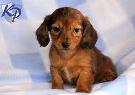 Puppy Finder Find Buy A Dog Today By Using Our Petfinder Dachshund Puppies Miniature Puppies Dachshund Breed
