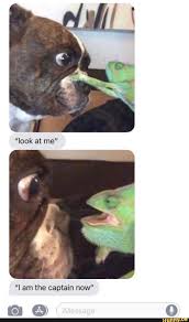 I Am The Captain Now Ifunny Funny Animal Jokes Funny Animal Memes Stupid Funny Memes